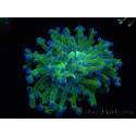 WYSIWYG Euphyllia paradivisa Green/Yellow Tips (Elevage Recifathome) 10A2
