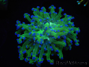 WYSIWYG Euphyllia paradivisa Green/Yellow Tips (Elevage Recifathome) 10A2
