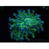 WYSIWYG Euphyllia paradivisa Green/Yellow Tips (Elevage Recifathome) 10A2
