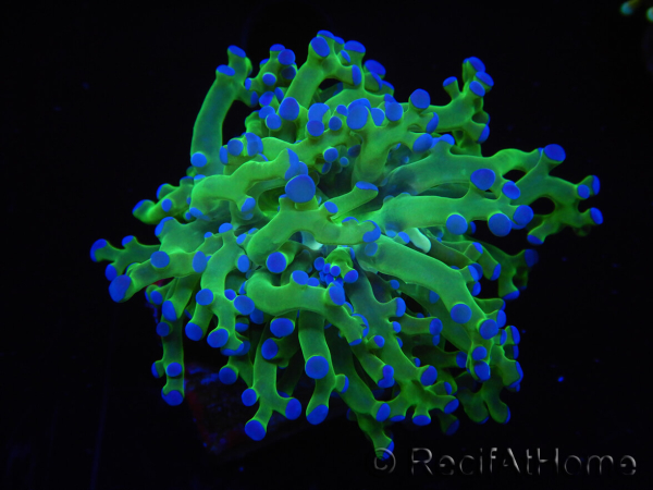 WYSIWYG Euphyllia paradivisa Green/Yellow Tips (Elevage Recifathome) 10A3