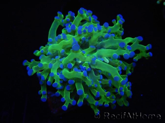WYSIWYG Euphyllia paradivisa Green/Yellow Tips (Elevage Recifathome) 10A3