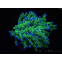 WYSIWYG Euphyllia paradivisa Green/Yellow Tips (Elevage Recifathome) 10A3