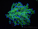 WYSIWYG Euphyllia paradivisa Green/Yellow Tips (Elevage Recifathome) 10A3