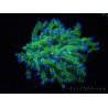 WYSIWYG Euphyllia paradivisa Green/Yellow Tips (Elevage Recifathome) 10A3