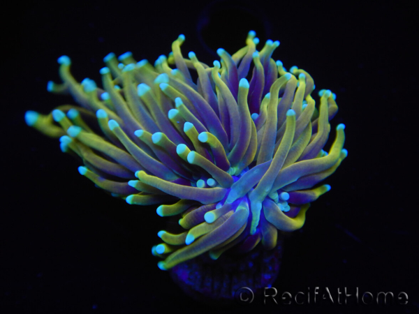 WYSIWYG RAH Euphyllia glabrescens Dragon Soul (Elevage Recifathome) 16A5
