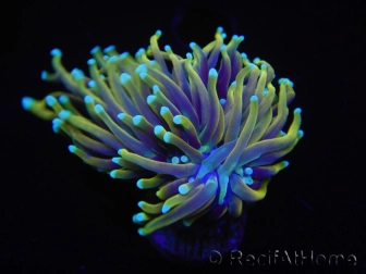 WYSIWYG RAH Euphyllia glabrescens Dragon Soul (Elevage Recifathome) 16A5