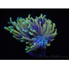 WYSIWYG RAH Euphyllia glabrescens Dragon Soul (Elevage Recifathome) 16A5