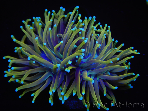 WYSIWYG RAH Euphyllia glabrescens Dragon Soul (Elevage Recifathome) 16B1