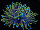 WYSIWYG RAH Euphyllia glabrescens Dragon Soul (Elevage Recifathome) 16B1