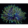 WYSIWYG RAH Euphyllia glabrescens Dragon Soul (Elevage Recifathome) 16B1