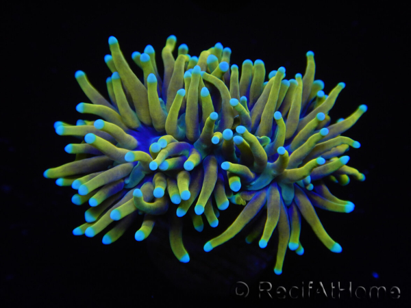 WYSIWYG RAH Euphyllia glabrescens Dragon Soul (Elevage Recifathome) 16B2