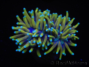 WYSIWYG RAH Euphyllia glabrescens Dragon Soul (Elevage Recifathome) 16B2