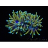 WYSIWYG RAH Euphyllia glabrescens Dragon Soul (Elevage Recifathome) 16B2