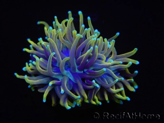WYSIWYG RAH Euphyllia glabrescens Dragon Soul (Elevage Recifathome) 16B3