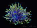 WYSIWYG RAH Euphyllia glabrescens Dragon Soul (Elevage Recifathome) 16B3