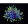 WYSIWYG RAH Euphyllia glabrescens Dragon Soul (Elevage Recifathome) 16B3