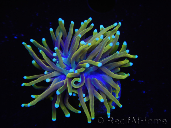 WYSIWYG RAH Euphyllia glabrescens Dragon Soul (Elevage Recifathome) 16B4