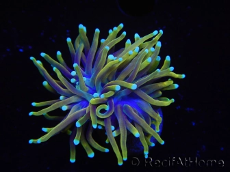 WYSIWYG RAH Euphyllia glabrescens Dragon Soul (Elevage Recifathome) 16B4