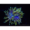 WYSIWYG RAH Euphyllia glabrescens Dragon Soul (Elevage Recifathome) 16B4