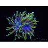 WYSIWYG RAH Euphyllia glabrescens Dragon Soul (Elevage Recifathome) 16B4