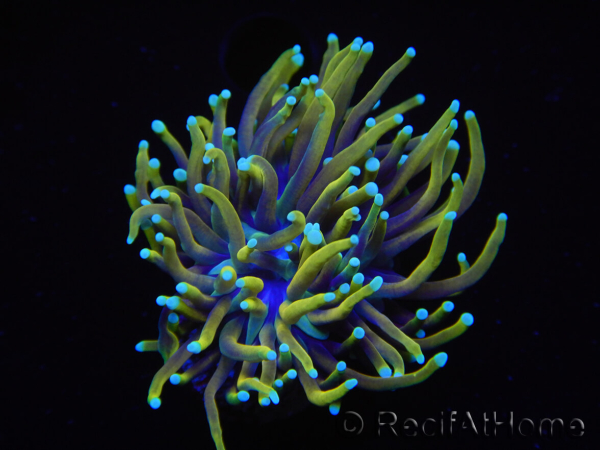 WYSIWYG RAH Euphyllia glabrescens Dragon Soul (Elevage Recifathome) 16B5