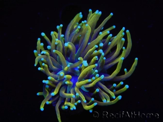 WYSIWYG RAH Euphyllia glabrescens Dragon Soul (Elevage Recifathome) 16B5