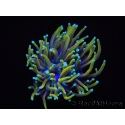 WYSIWYG RAH Euphyllia glabrescens Dragon Soul (Elevage Recifathome) 16B5