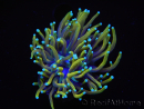 WYSIWYG RAH Euphyllia glabrescens Dragon Soul (Elevage Recifathome) 16B5