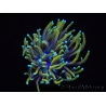 WYSIWYG RAH Euphyllia glabrescens Dragon Soul (Elevage Recifathome) 16B5
