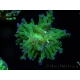 WYSIWYG Euphyllia paradivisa Green/Yellow Tips (Elevage Recifathome) 10A1