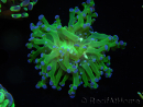 WYSIWYG Euphyllia paradivisa Green/Yellow Tips (Elevage Recifathome) 10A1