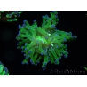 WYSIWYG Euphyllia paradivisa Green/Yellow Tips (Elevage Recifathome) 10A1