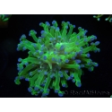 WYSIWYG Euphyllia paradivisa Green/Yellow Tips (Elevage Recifathome) 10A2