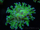 WYSIWYG Euphyllia paradivisa Green/Yellow Tips (Elevage Recifathome) 10A2