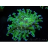 WYSIWYG Euphyllia paradivisa Green/Yellow Tips (Elevage Recifathome) 10A2