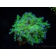 WYSIWYG Euphyllia paradivisa Green/Yellow Tips (Elevage Recifathome) 10A3