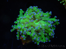 WYSIWYG Euphyllia paradivisa Green/Yellow Tips (Elevage Recifathome) 10A3