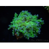 WYSIWYG Euphyllia paradivisa Green/Yellow Tips (Elevage Recifathome) 10A3
