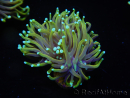 WYSIWYG RAH Euphyllia glabrescens Dragon Soul (Elevage Recifathome) 16A5