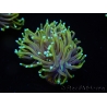 WYSIWYG RAH Euphyllia glabrescens Dragon Soul (Elevage Recifathome) 16A5
