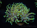 WYSIWYG RAH Euphyllia glabrescens Dragon Soul (Elevage Recifathome) 16B1