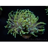 WYSIWYG RAH Euphyllia glabrescens Dragon Soul (Elevage Recifathome) 16B1