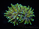 WYSIWYG RAH Euphyllia glabrescens Dragon Soul (Elevage Recifathome) 16B2