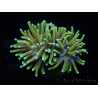 WYSIWYG RAH Euphyllia glabrescens Dragon Soul (Elevage Recifathome) 16B2
