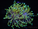 WYSIWYG RAH Euphyllia glabrescens Dragon Soul (Elevage Recifathome) 16B3