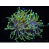WYSIWYG RAH Euphyllia glabrescens Dragon Soul (Elevage Recifathome) 16B3