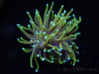 WYSIWYG RAH Euphyllia glabrescens Dragon Soul (Elevage Recifathome) 16B4