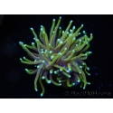 WYSIWYG RAH Euphyllia glabrescens Dragon Soul (Elevage Recifathome) 16B4