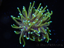 WYSIWYG RAH Euphyllia glabrescens Dragon Soul (Elevage Recifathome) 16B4