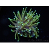 WYSIWYG RAH Euphyllia glabrescens Dragon Soul (Elevage Recifathome) 16B4